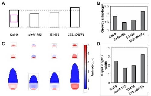 叶片基-顶轴生长的激素调控研究获进展