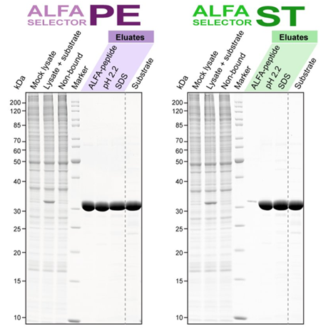 ALFA选择器ST亲和树脂-N1511-限时促销！