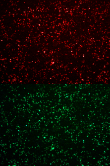 中英文说明书丨艾美捷 RmesFect CRISPR转染试剂