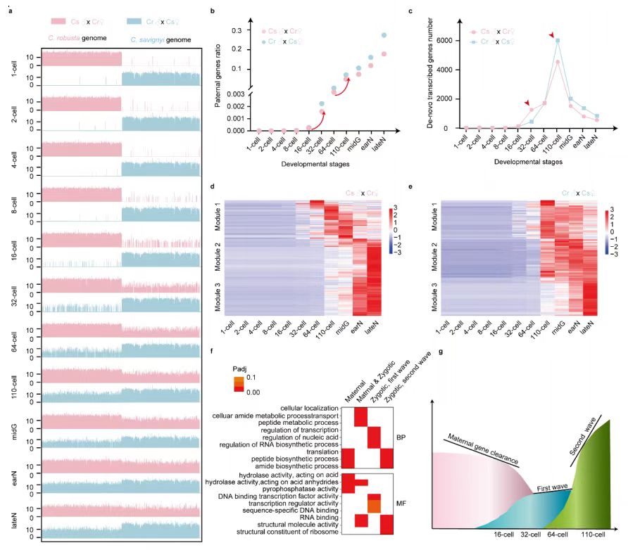 BD Rhapsody助力解析基底脊索动物合子激活全过程