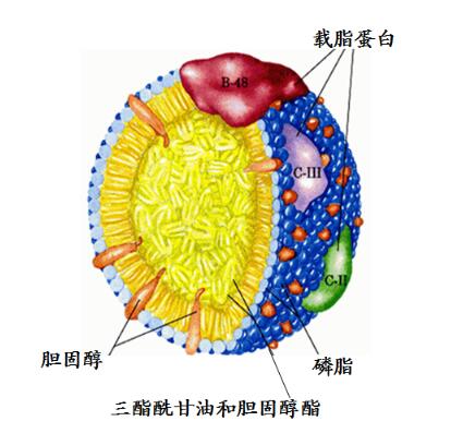 ApoAl在高密度脂蛋白生物合成中的作用