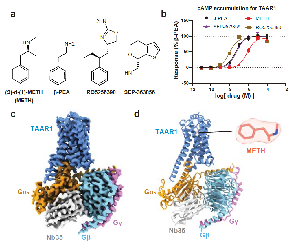 恭贺我司客户两篇Nature背靠背!揭秘TAAR1在药物成瘾和精神类疾病治疗中的巨大潜力!