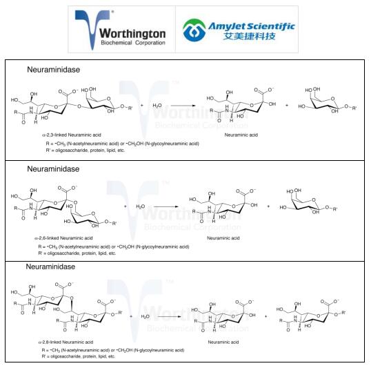 艾美捷Worthington丨神经氨酸酶说明书 艾美捷Worthington丨神经氨酸酶说明书