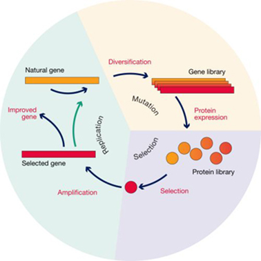 技术服务|酶合蛋白定向突变