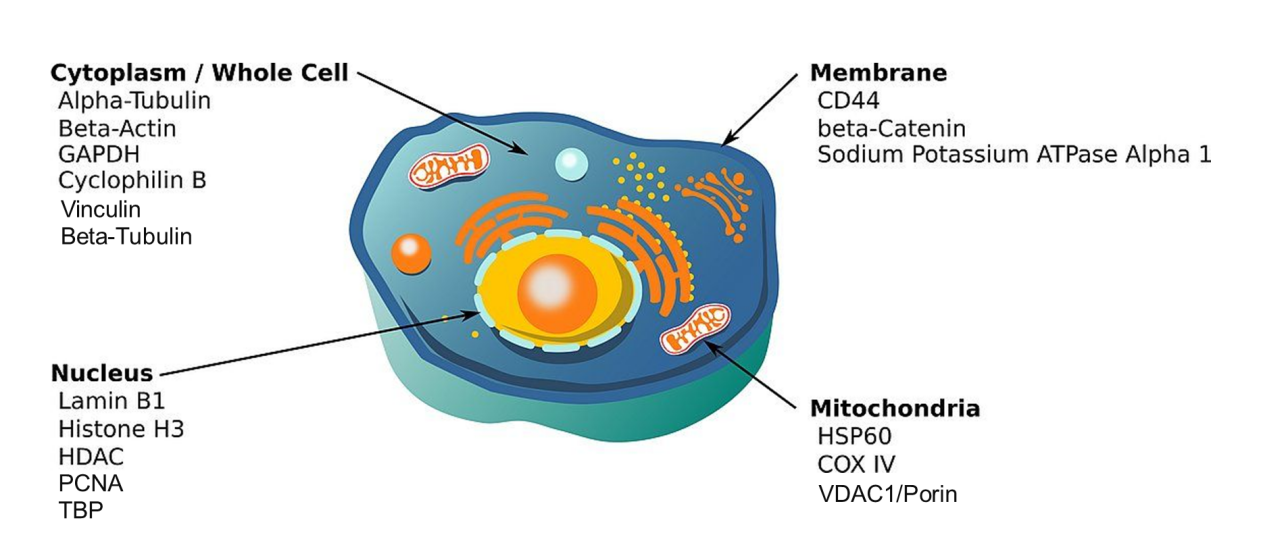 阿拉丁®内参抗体