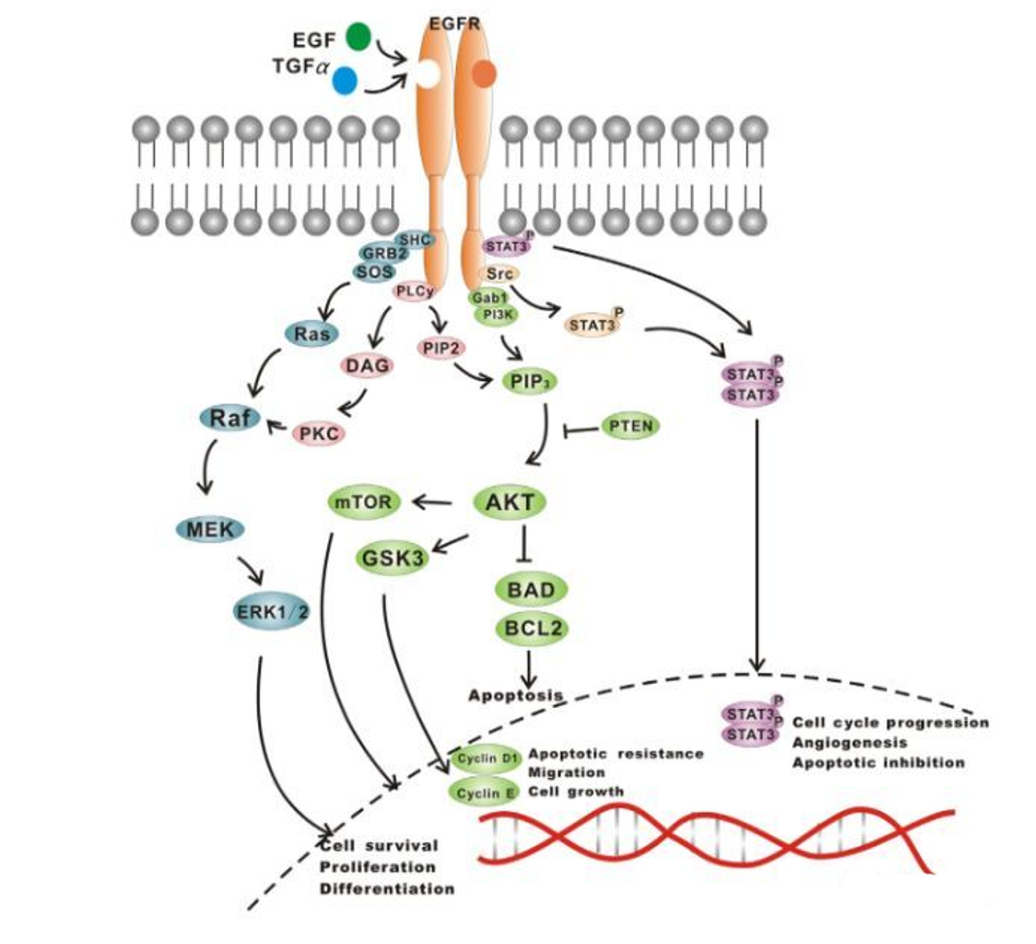 激动剂抑制剂全推荐——EGFR非小细胞肺癌治疗的重要靶点