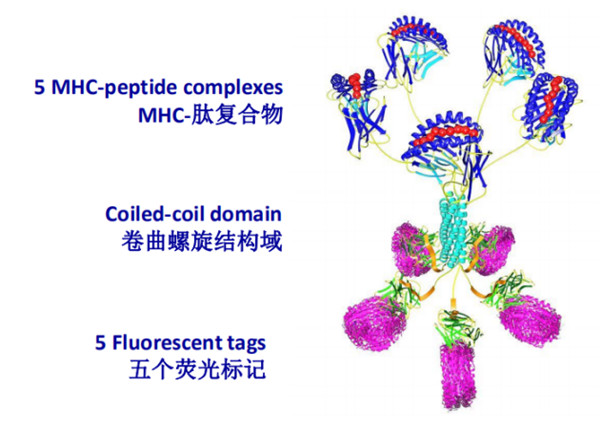 MHC-I类五聚体研究指标