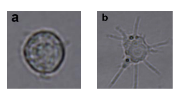 细胞学堂 | RAW 264.7诱导极化及鉴定大全