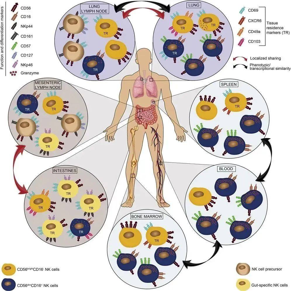 免疫鼠鼠大军来袭，快来pick你喜欢的队伍