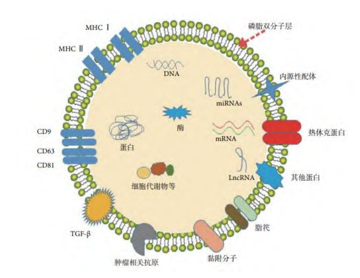 国自然热点——外泌体研究进展盘点