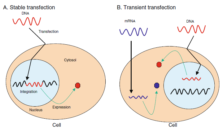细胞转染技术集结及注意事项