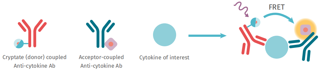 均相时间分辨荧光自身免疫性疾病药物研究---细胞因子及其受体阻断剂