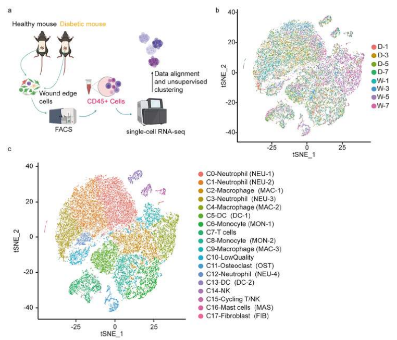 乐备实推荐丨BD Rhapsody™ 单细胞全转录组分析绘制糖尿病创口细胞图谱