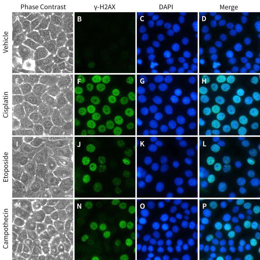 DNA损伤检测试剂盒上线！快速检测样品DNA损伤！