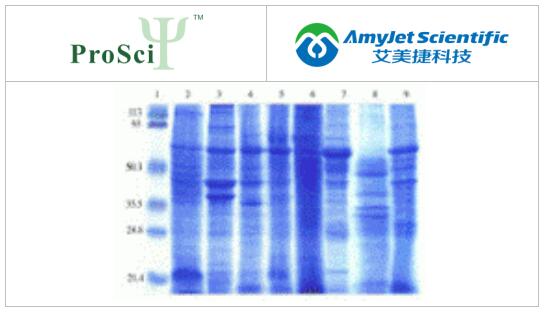 艾美捷ProSci免疫印迹丨ProSci 人类正常组织印迹 I 艾美捷ProSci免疫印迹丨ProSci 人类正常组织印迹 I