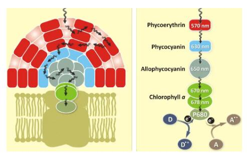 艾美捷别藻蓝蛋白普通储备溶液制备&应用介绍 艾美捷别藻蓝蛋白普通储备溶液制备&应用介绍