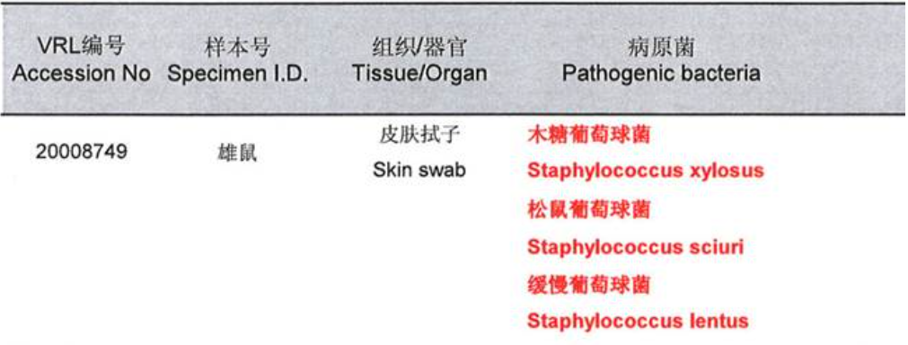鼠皮肤状态异常怎么办
