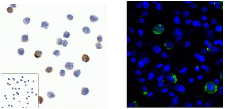 ProSci LAG3抗体丨特色免疫检查点研究方案 ProSci LAG3抗体丨特色免疫检查点研究方案