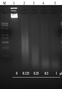 热敏型双链DNA特异性核酸酶（dsDnase）