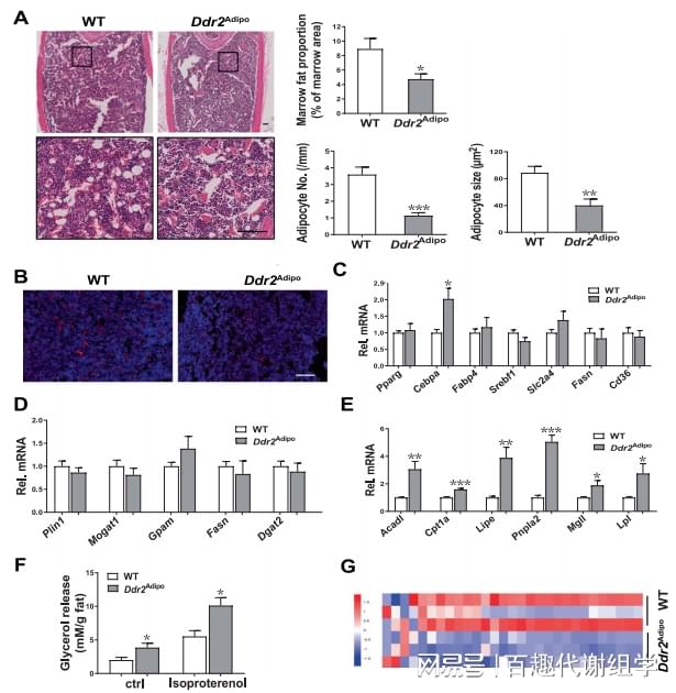 图5. Ddr2Adipo小鼠的骨髓脂肪减少