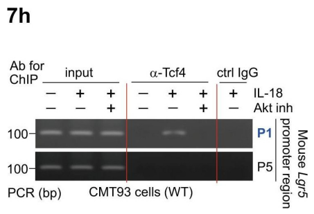 过氧化物酶偶联AffiniPure山羊抗兔IgG(H+L)规格和用法说明 过氧化物酶偶联AffiniPure山羊抗兔IgG(H+L)规格和用法说明