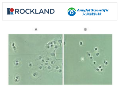 Rockland 艾美捷NFkB p65抗体说明书