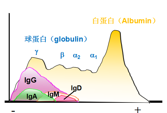 你知道抗体是怎么产生的吗？什么是抗体？