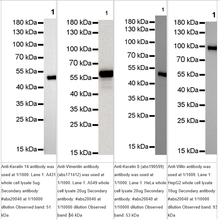 新品上市｜细胞或者组织混悬液产品全新上线