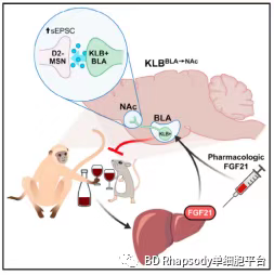 【“小海胆”文献解读】Cell Metabolism (IF 27.29)｜BD Rhapsody