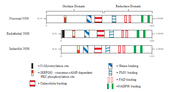 样品制备丨艾美捷硝酸盐/亚硝酸盐荧光法检测试剂盒 样品制备丨艾美捷硝酸盐/亚硝酸盐荧光法检测试剂盒