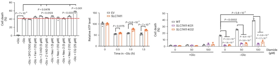 一种新的细胞死亡方式——双硫死亡