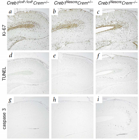 Creb1基因编辑小鼠