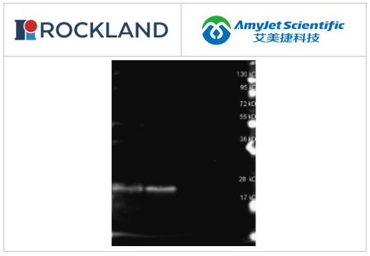 Rockland一抗丨B-藻红蛋白抗体解决方案