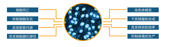 支原体检测，快人一步