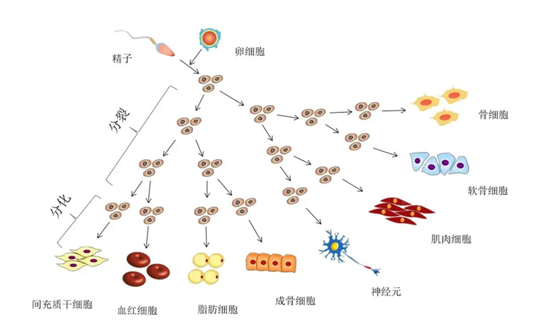 了解单细胞测序第一课——初识单细胞测序