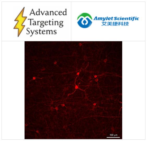 Advanced Targeting Systems艾美捷丨兔黑色素蛋白多克隆抗体