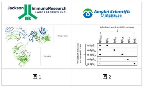 宿主物种丨Jackson告诉你选择二抗的注意事项 宿主物种丨Jackson告诉你选择二抗的注意事项