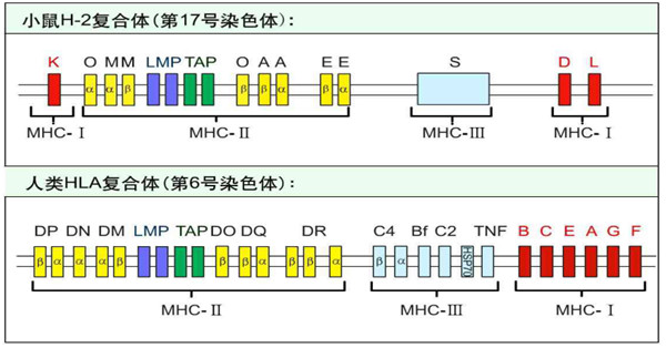 抗原特异性CD8 T细胞检测小帮手—MHC Class I类五聚体