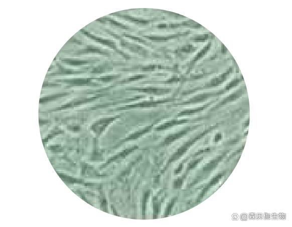 如何正确查看细胞状态？