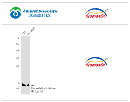 Bioworld单甲基组蛋白H3(Lys18)单克隆抗体方案 Bioworld单甲基组蛋白H3(Lys18)单克隆抗体方案