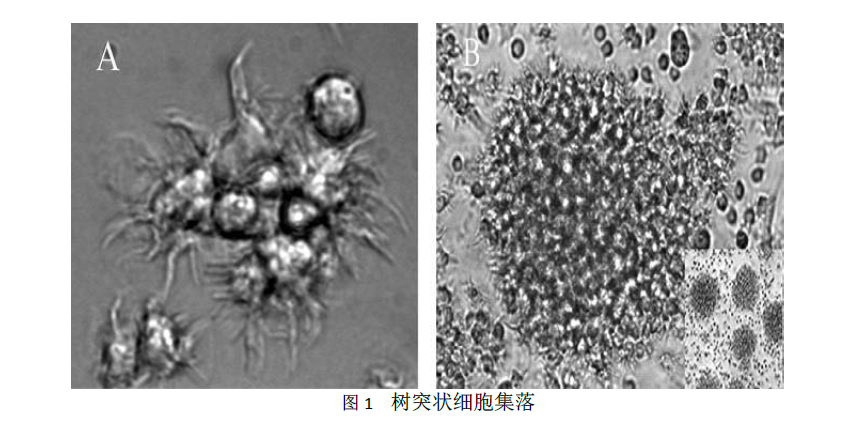 粒细胞－巨噬细胞集落刺激因子（GM-CSF）