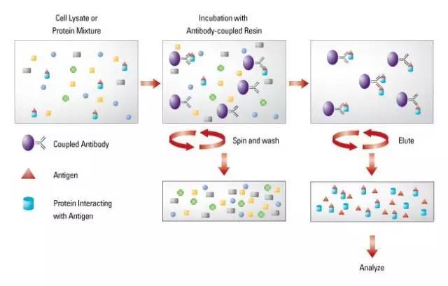 免疫沉淀 (1).jpg
