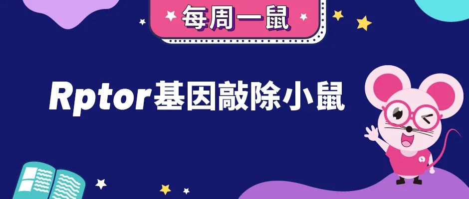 研究发育和衰老的关键信号通路mTOR——Rptor基因敲除小鼠