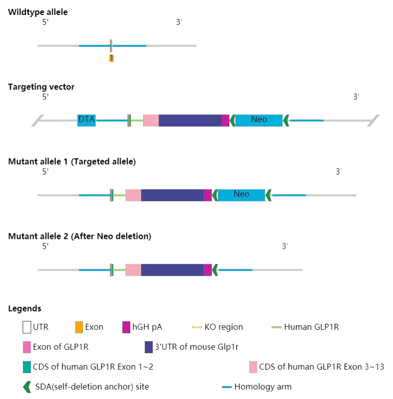 与“糖”之战——来看hGLP1R全人源化小鼠模型如何战胜“万病之源”