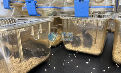 组织研磨仪研磨小鼠肝脏细胞破碎实验方法和步骤