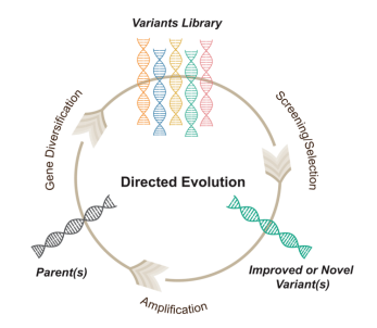 涨知识 | 酶定向进化之突变体文库构建技术大全