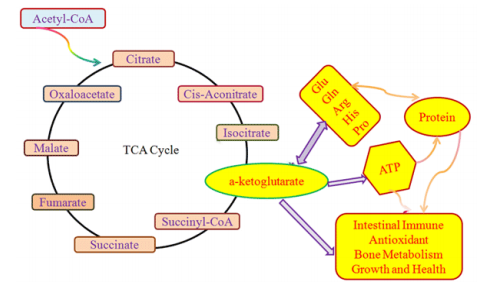 Cell Biolabs丨艾美捷丨α-酮戊二酸分析试剂盒