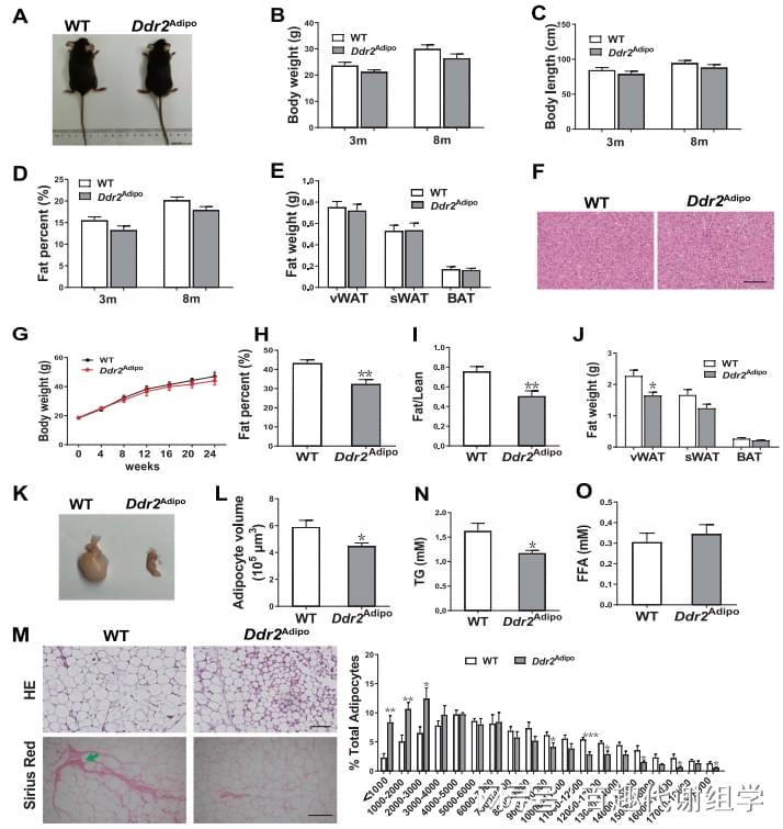 百趣代谢组学资讯:不做“刘畊宏女孩”也能减肥？Ddr2既能调节脂肪代谢又能调节骨量！