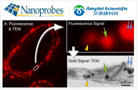 Nanoprobes FluoroNanogold 偶联物的特色和应用 Nanoprobes FluoroNanogold 偶联物的特色和应用