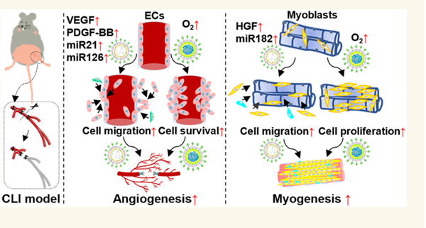 外泌体技术服务